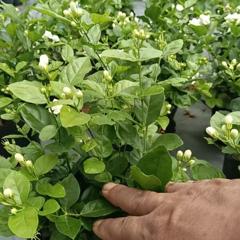 茉莉花盘栽/横州市今年新货上市中/漂不漂亮你说的算