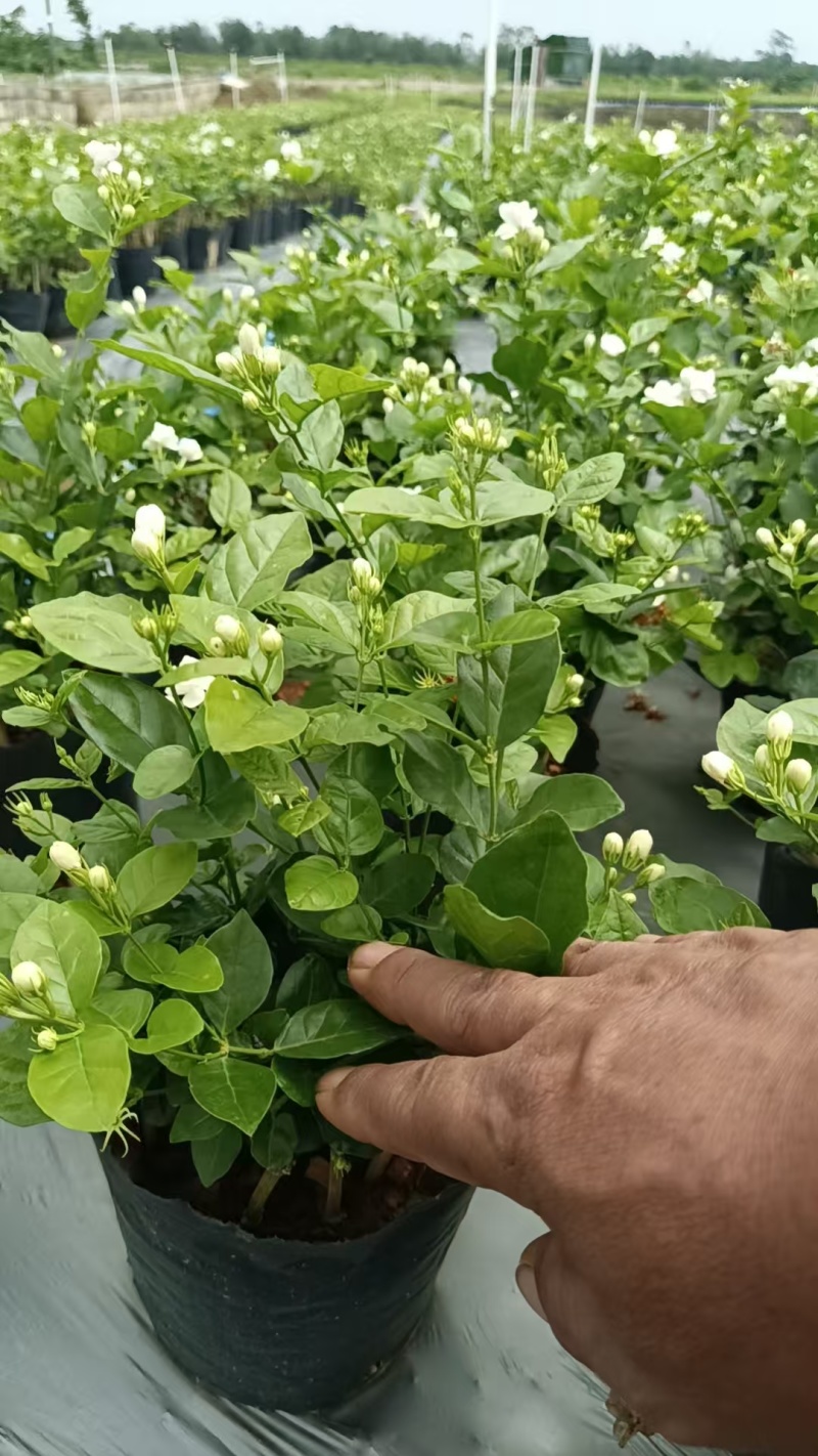 茉莉花盘栽/横州市今年新货上市中/漂不漂亮你说的算