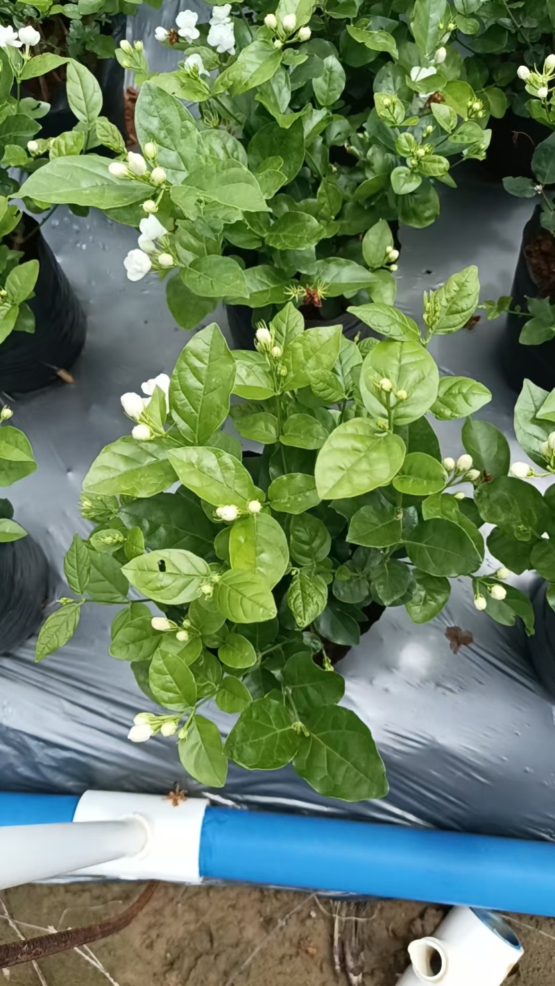 茉莉花盘栽/横州市今年新货上市中/漂不漂亮你说的算