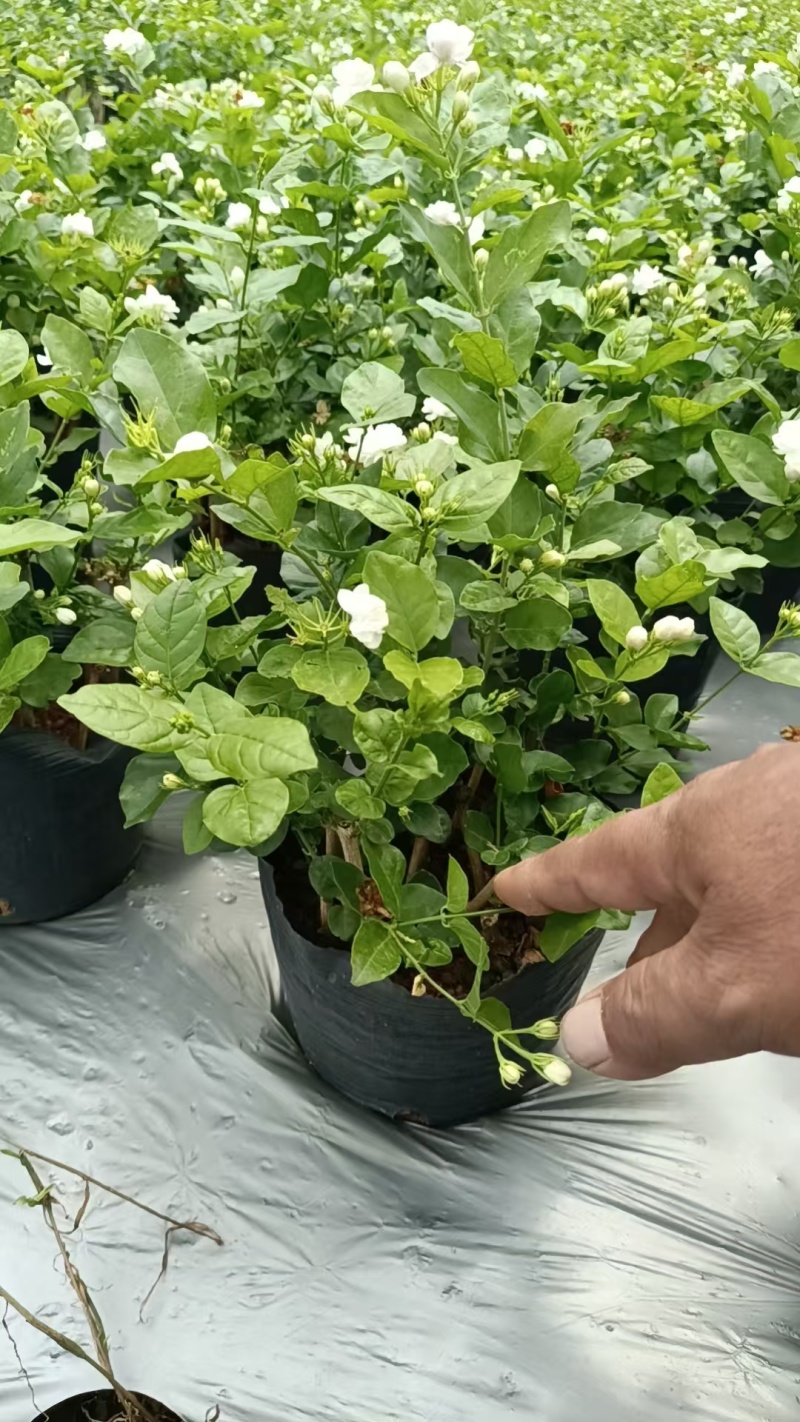 茉莉花盘栽/横州市今年新货上市中/漂不漂亮你说的算