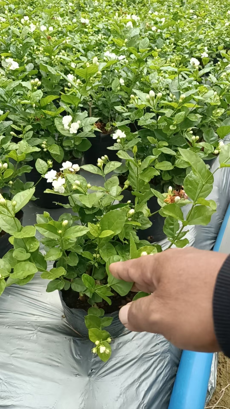 茉莉花盘栽/横州市今年新货上市中/漂不漂亮你说的算