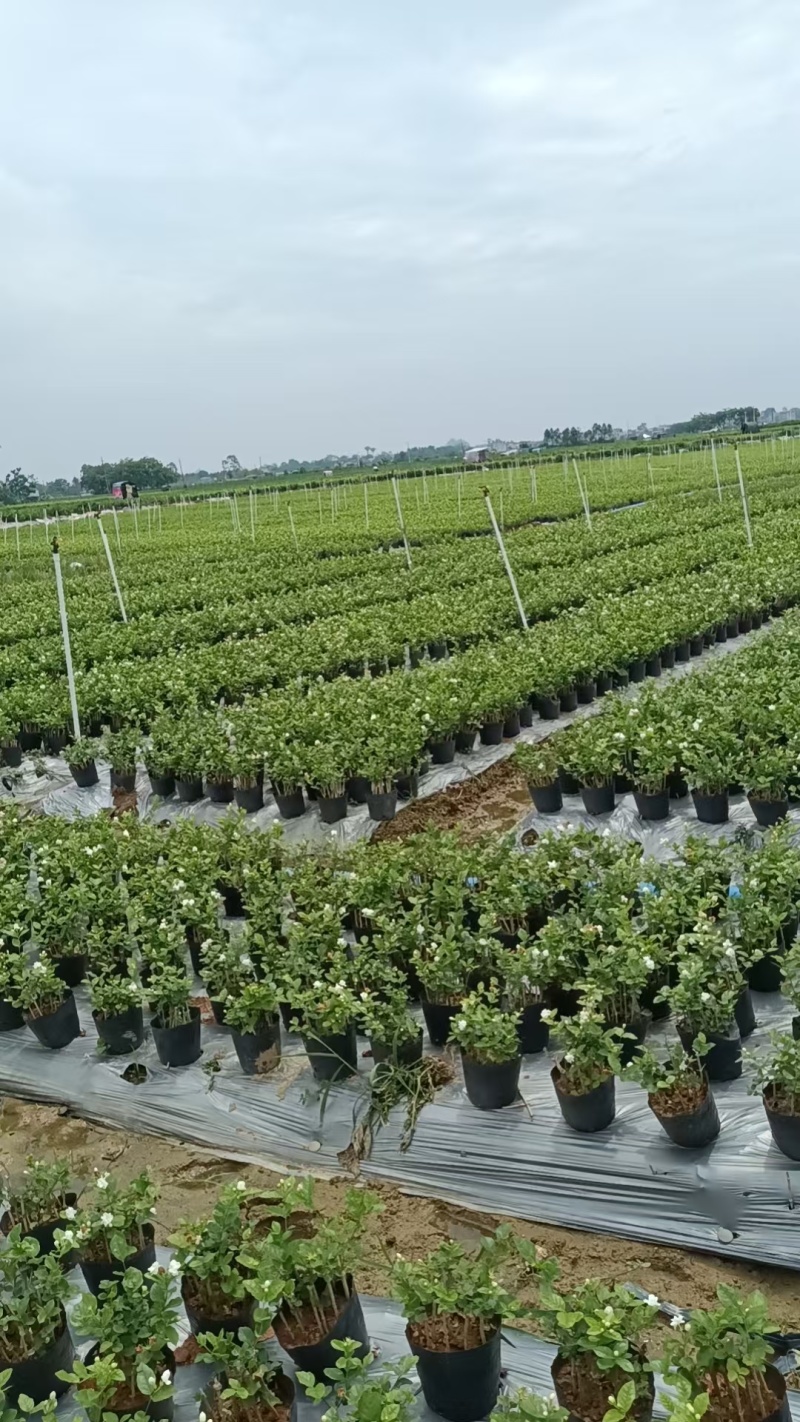 茉莉花盘栽/横州市今年新货上市中/漂不漂亮你说的算