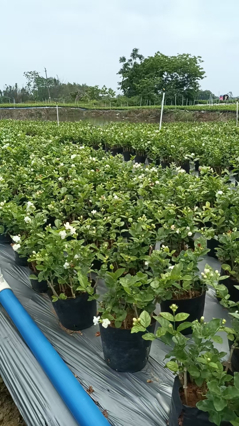 茉莉花盘栽/横州市今年新货上市中/漂不漂亮你说的算