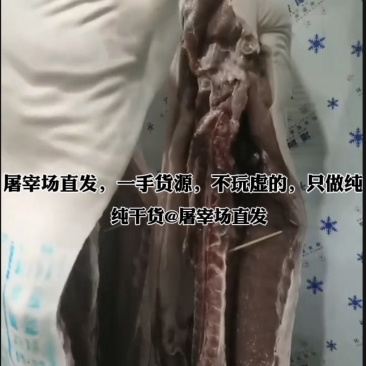 毛猪、白条猪一手货源火热对接