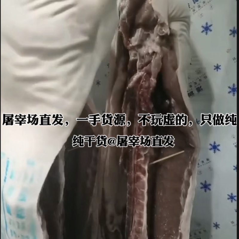 毛猪、白条猪一手货源火热对接