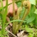 东北山野菜牛毛广干微菜干