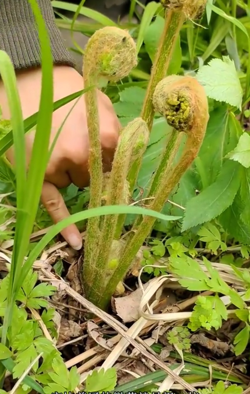 东北山野菜牛毛广干微菜干