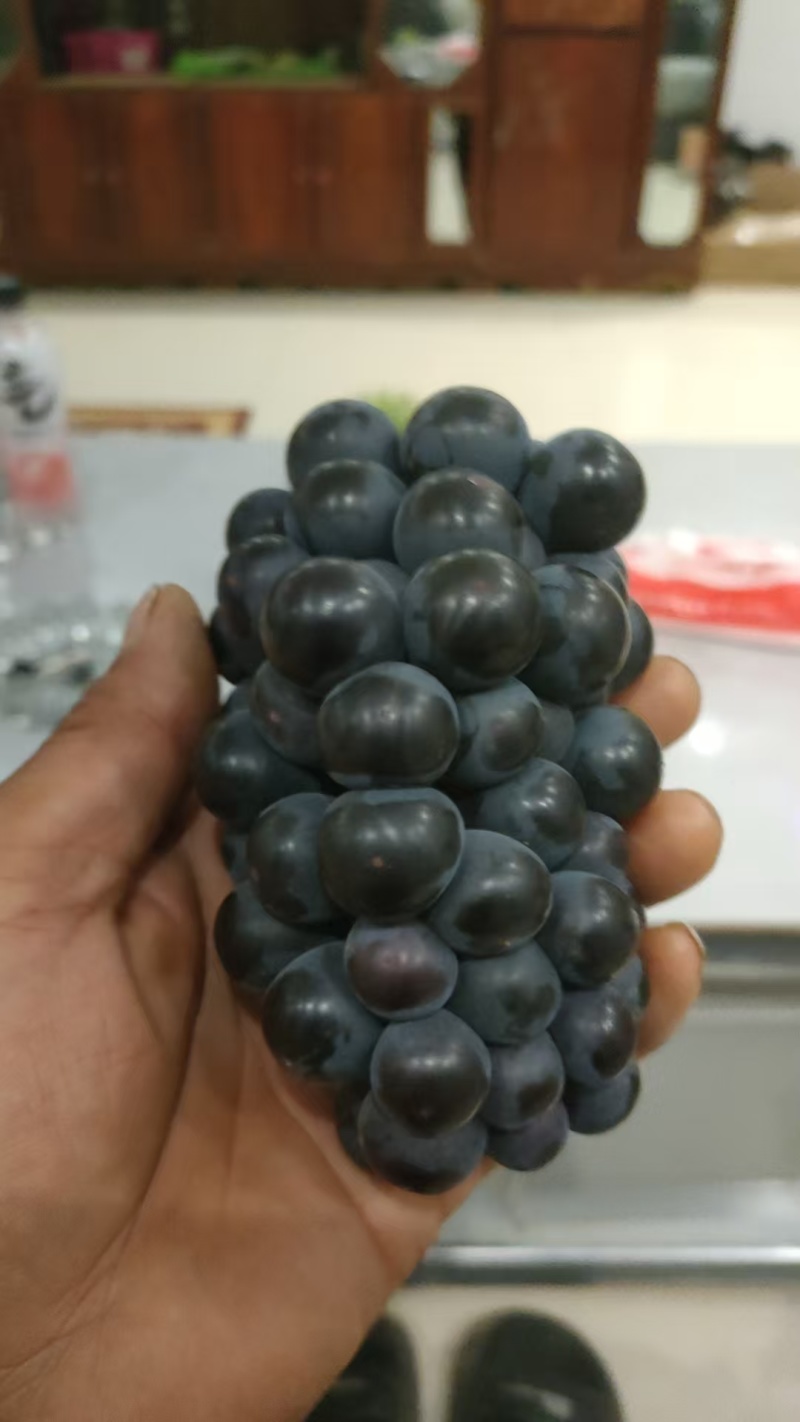 【推荐】河南商丘夏黑葡萄大量接单品质保证欢迎来电