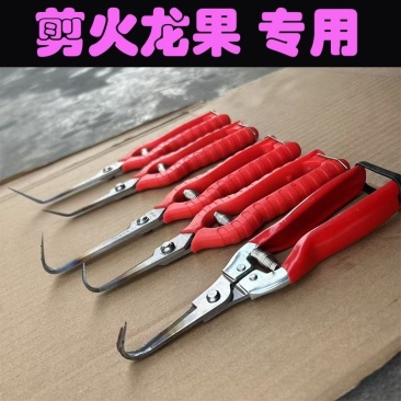 广西仙湖剪火龙果芽专用剪刀弯剪勾剪火龙果基地剪枝条剪