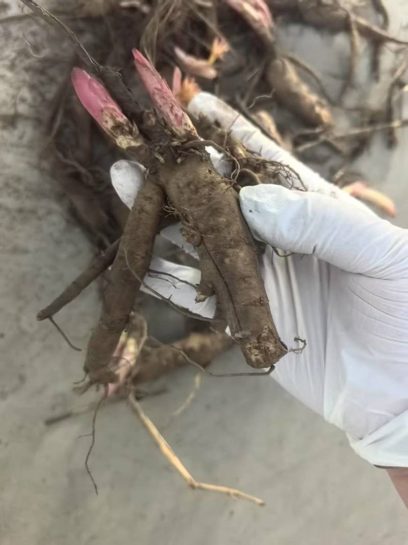【视频看货】四年精品赤芍苗，基地直发，技术支持