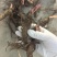 【视频看货】四年精品赤芍苗，基地直发，技术支持