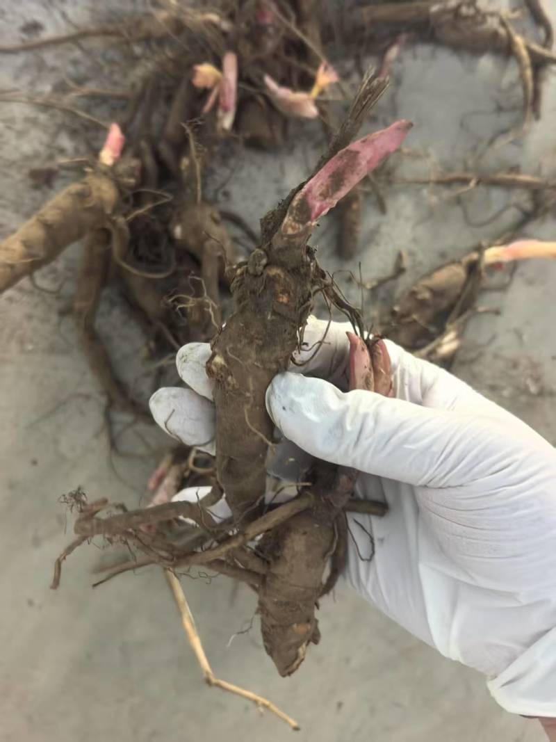 【视频看货】四年精品赤芍苗，基地直发，技术支持