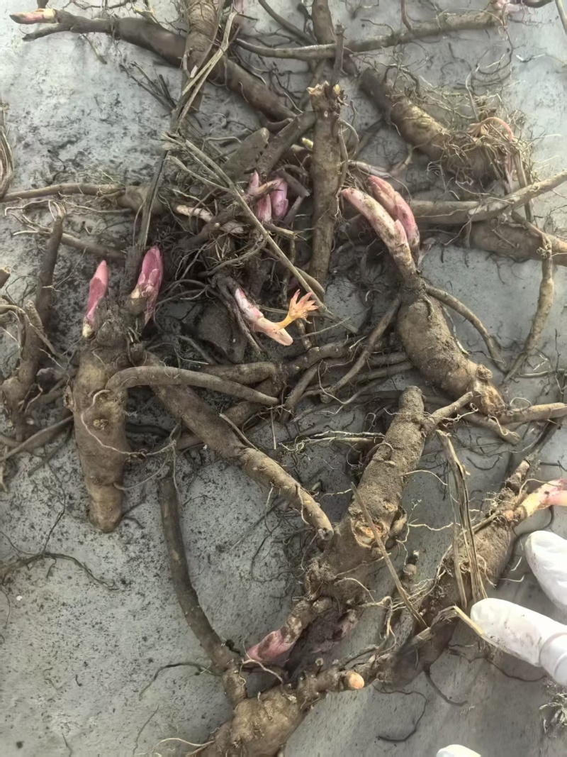 【视频看货】四年精品赤芍苗，基地直发，技术支持