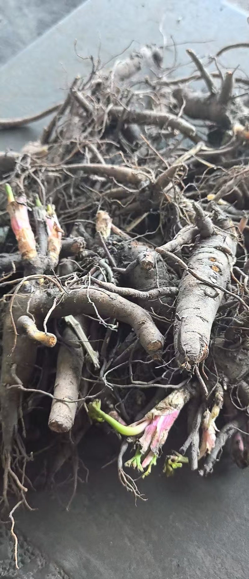 【视频看货】四年精品赤芍苗，基地直发，技术支持