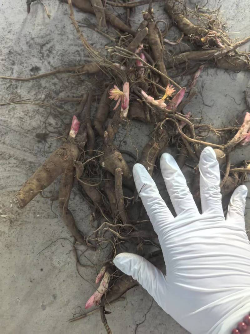 【视频看货】四年精品赤芍苗，基地直发，技术支持