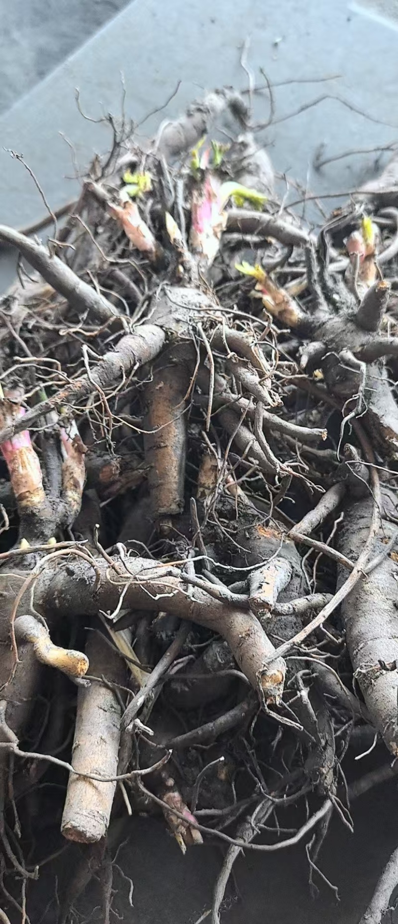 【视频看货】四年精品赤芍苗，基地直发，技术支持