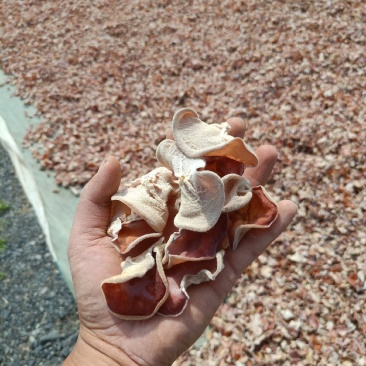 粉木耳贵妃自产自销一手货源欢迎加工厂电商合作