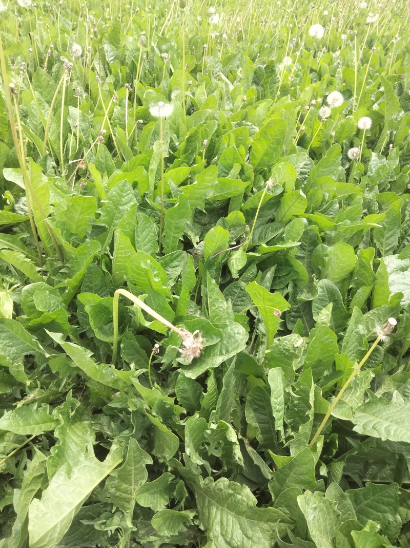 蒲公英鲜叶出货，***********可以打电话联系