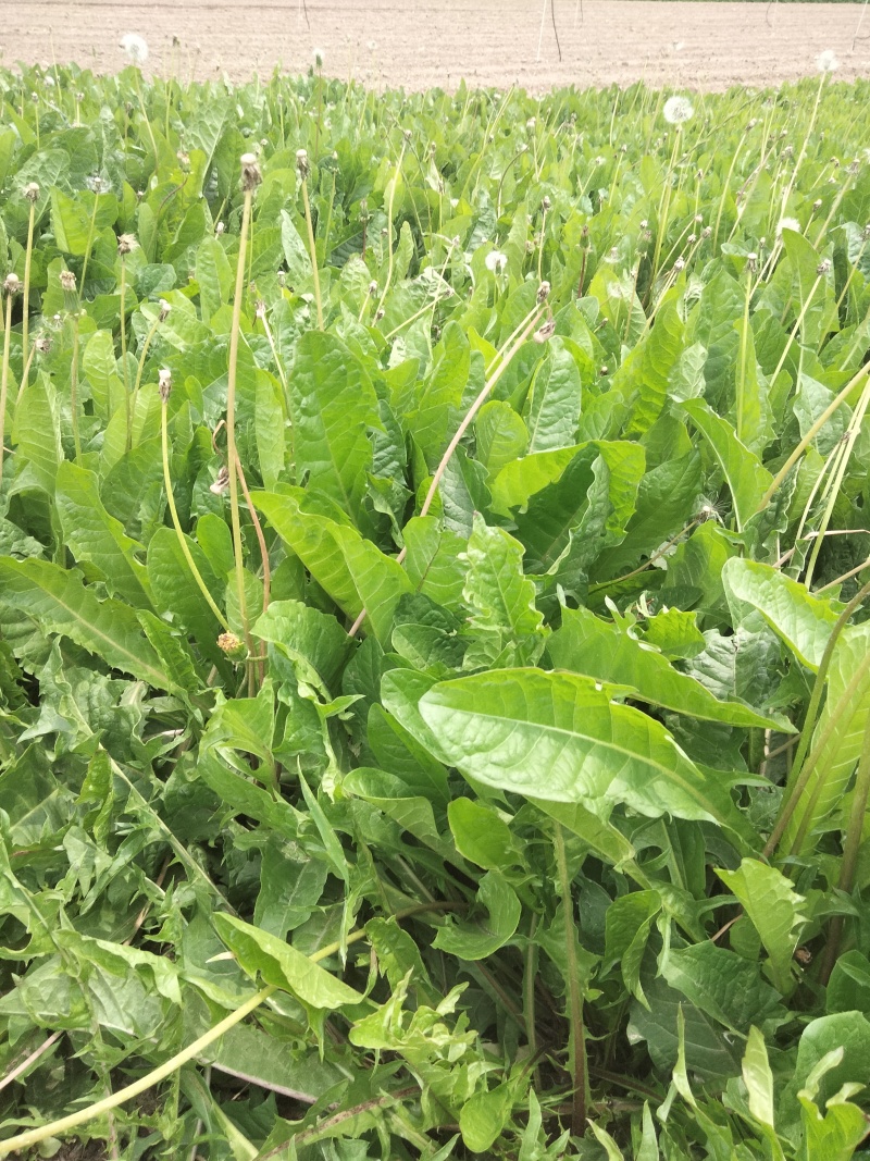 蒲公英鲜叶出货，***********可以打电话联系