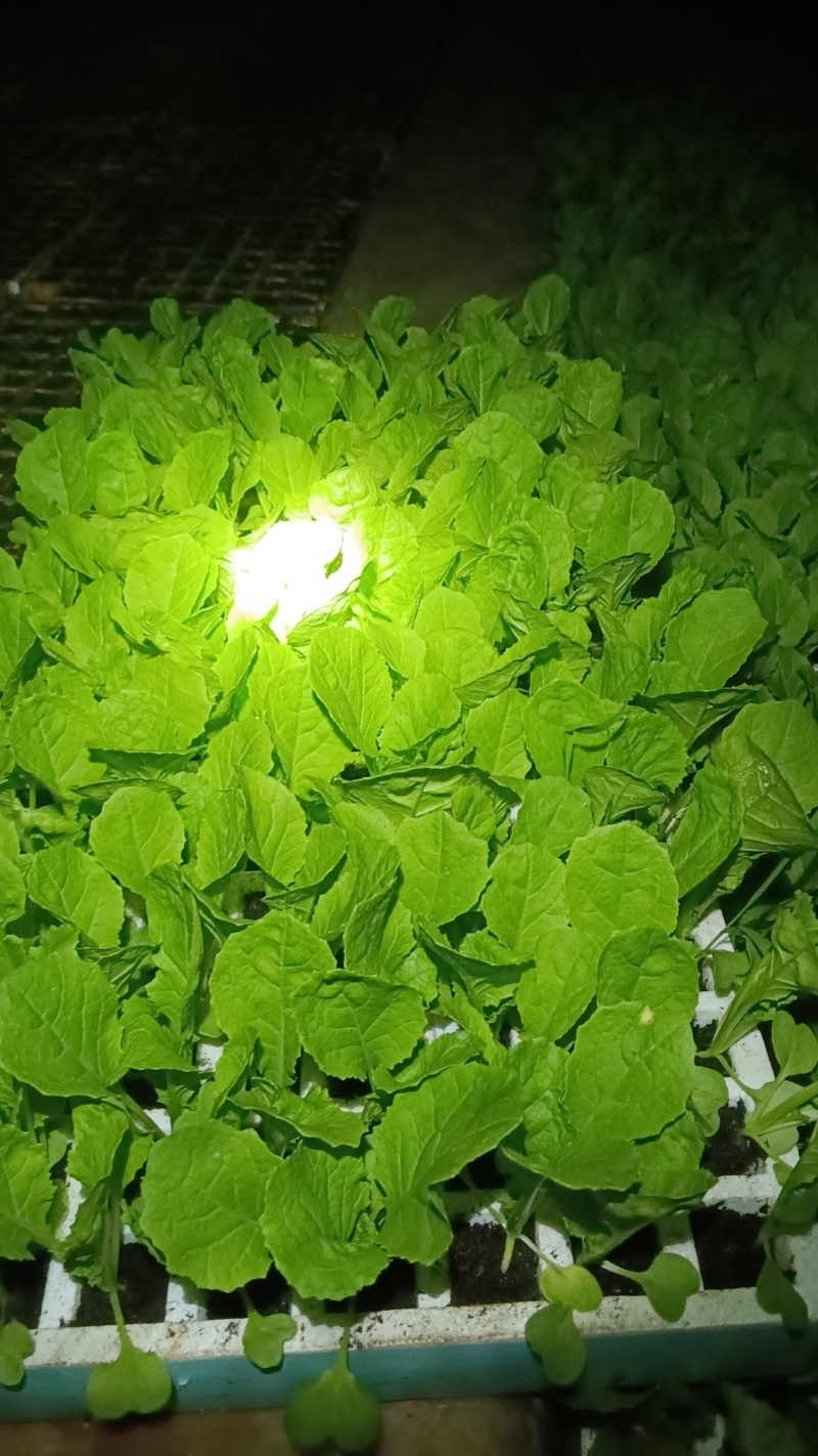 菜苗