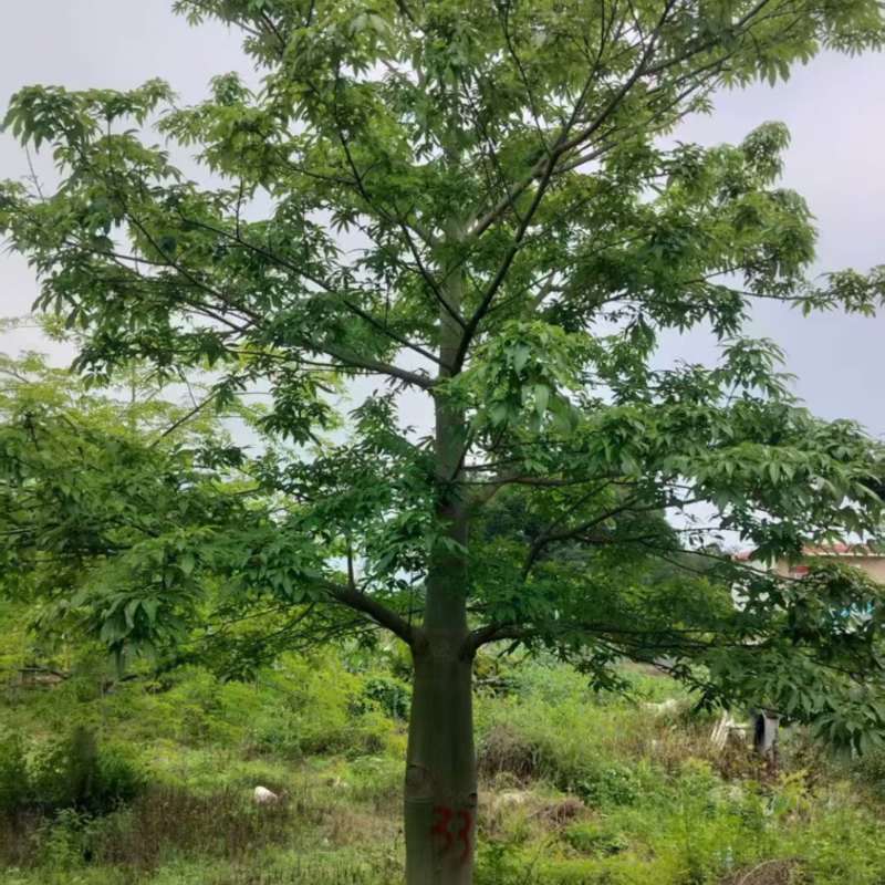 大腹木棉
