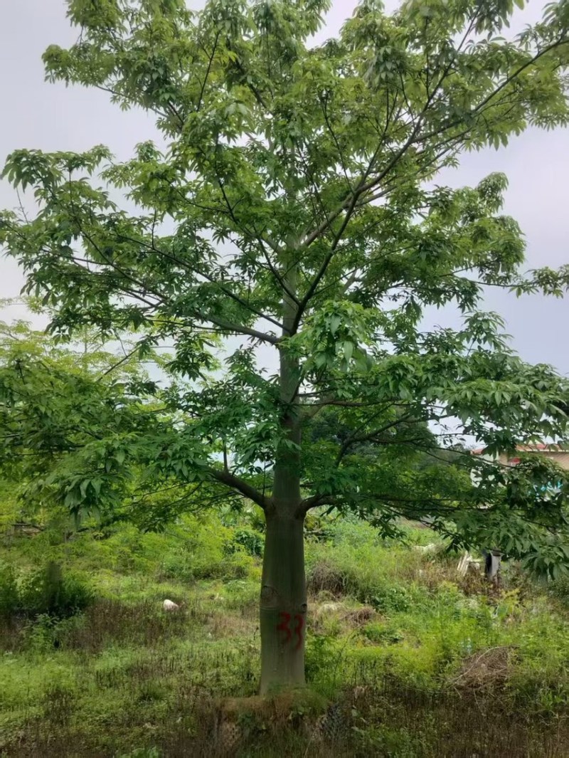 大腹木棉