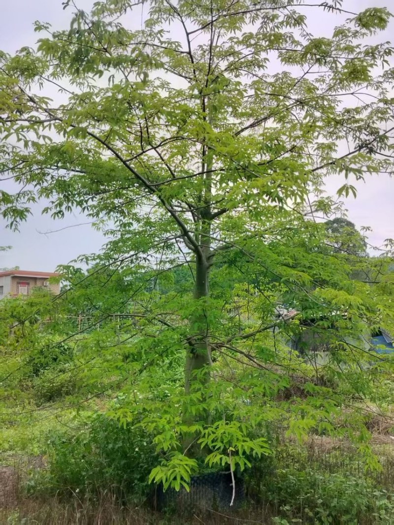 大腹木棉
