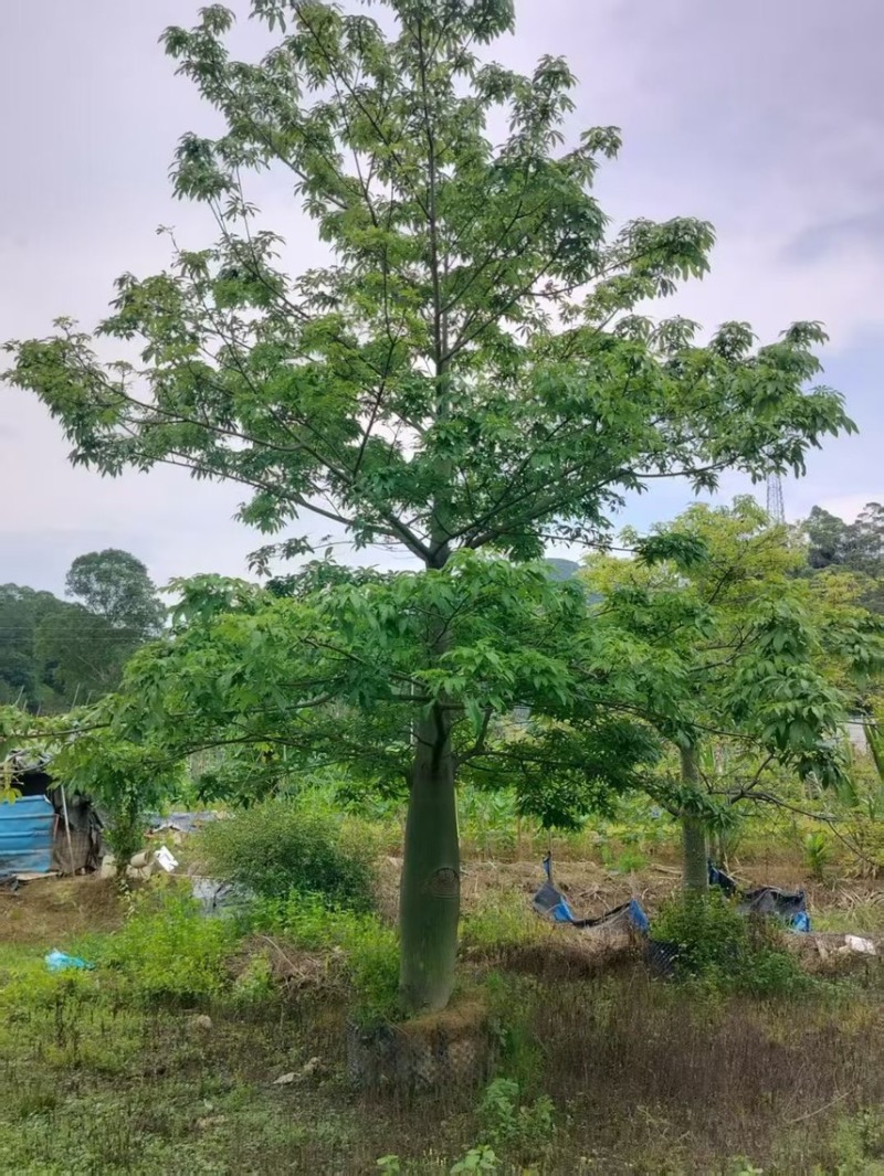 大腹木棉