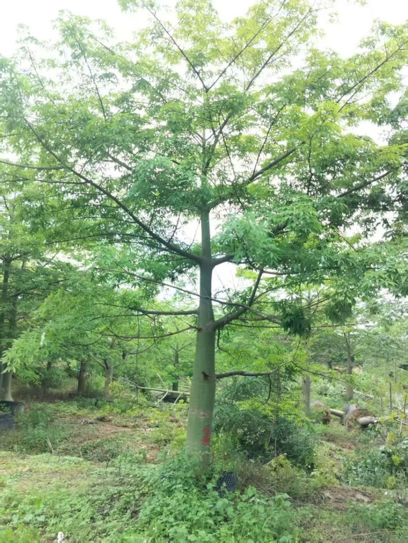 大腹木棉