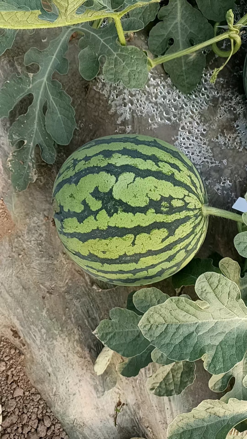 【优选美都】江苏甄选美都西瓜糖度高皮相好现摘现发