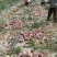 【紫玉88河南安阳基地直供质量保证货源充足全国发