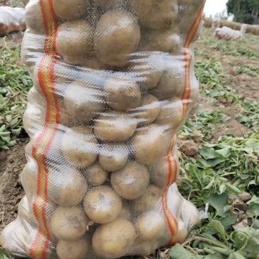 湖北天门黄心土豆品种齐全质量保障量大优费全国直发