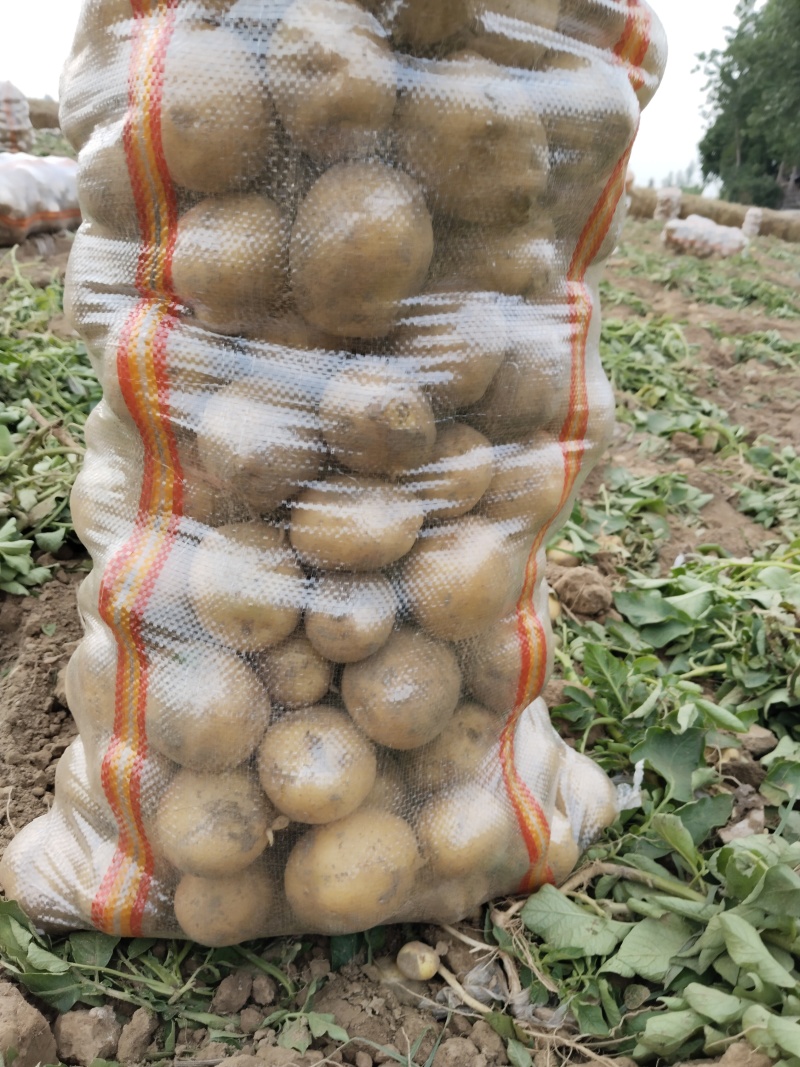 湖北天门黄心土豆品种齐全质量保障量大优费全国直发