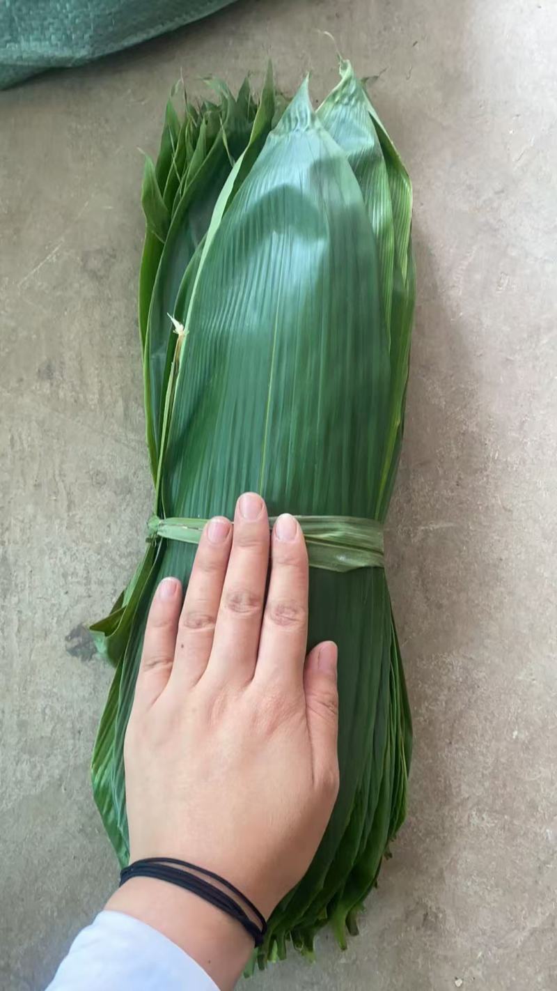 【优质推荐】粽叶大量上市量大从优保质保量可视频看货