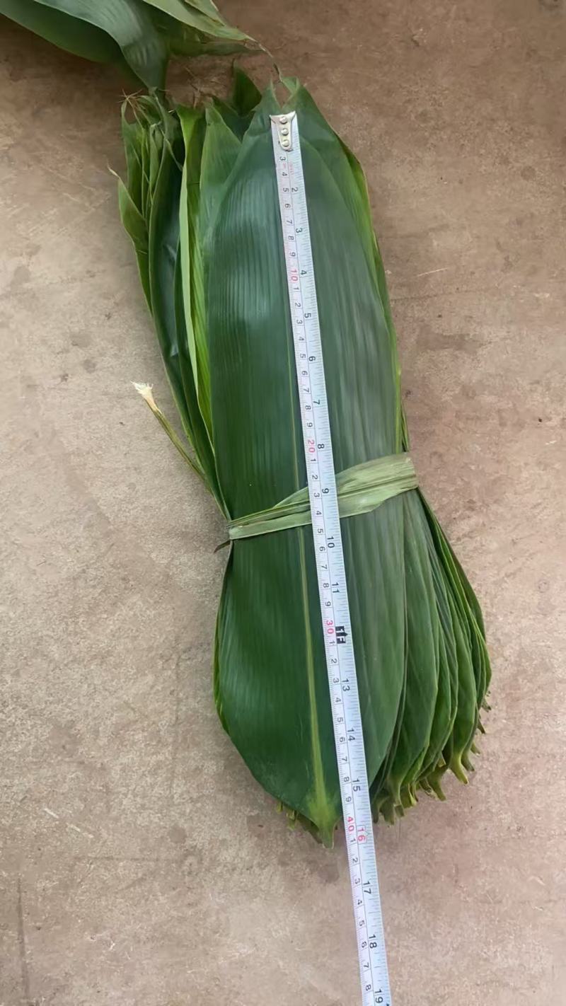 【优质推荐】粽叶大量上市量大从优保质保量可视频看货