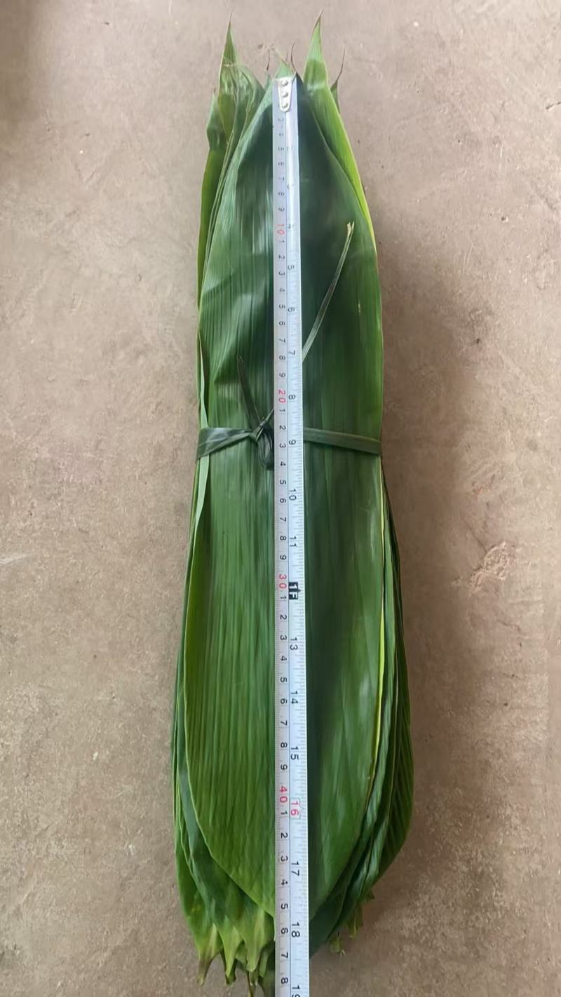 【优质推荐】粽叶大量上市量大从优保质保量可视频看货