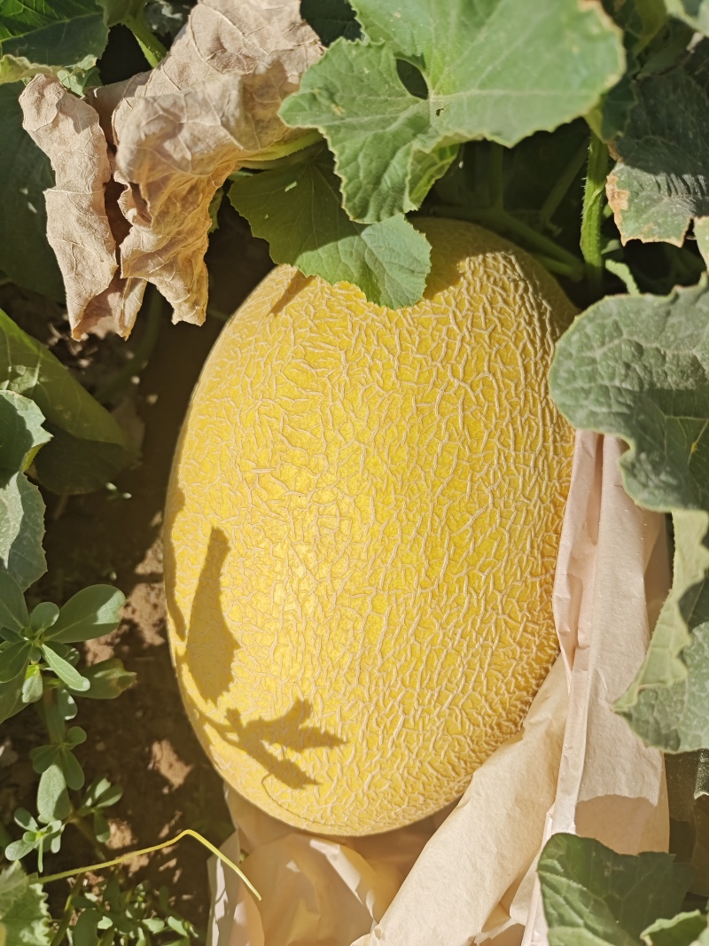 精品哈密瓜大量有货欢迎各位有老板抓紧时间联系我