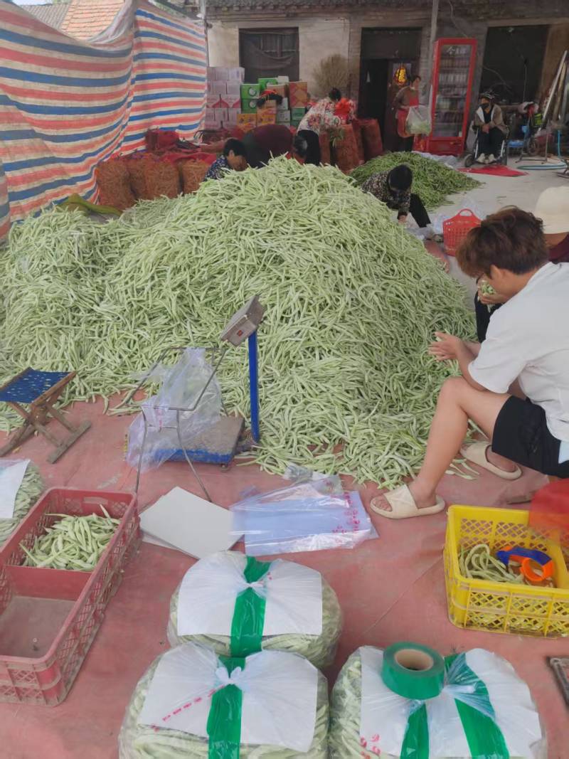 山东白不老芸豆，大量供应，欢迎市场，电商，商超来电质询。