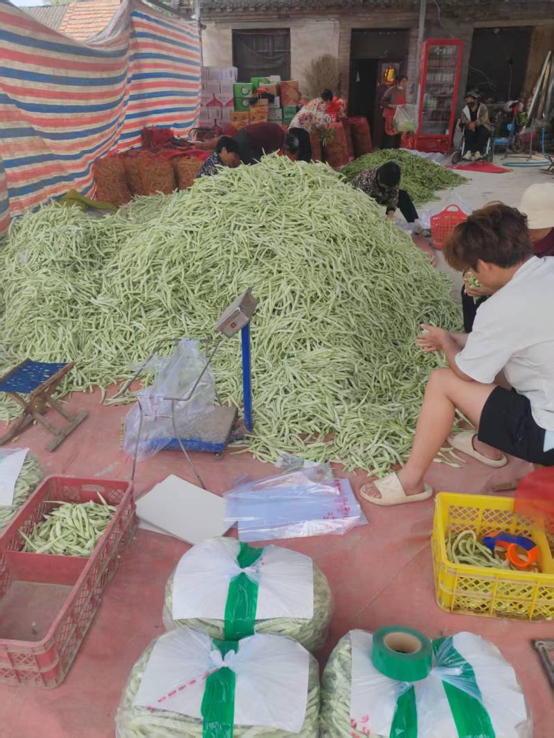 山东白不老芸豆，大量供应，欢迎市场，电商，商超来电质询。