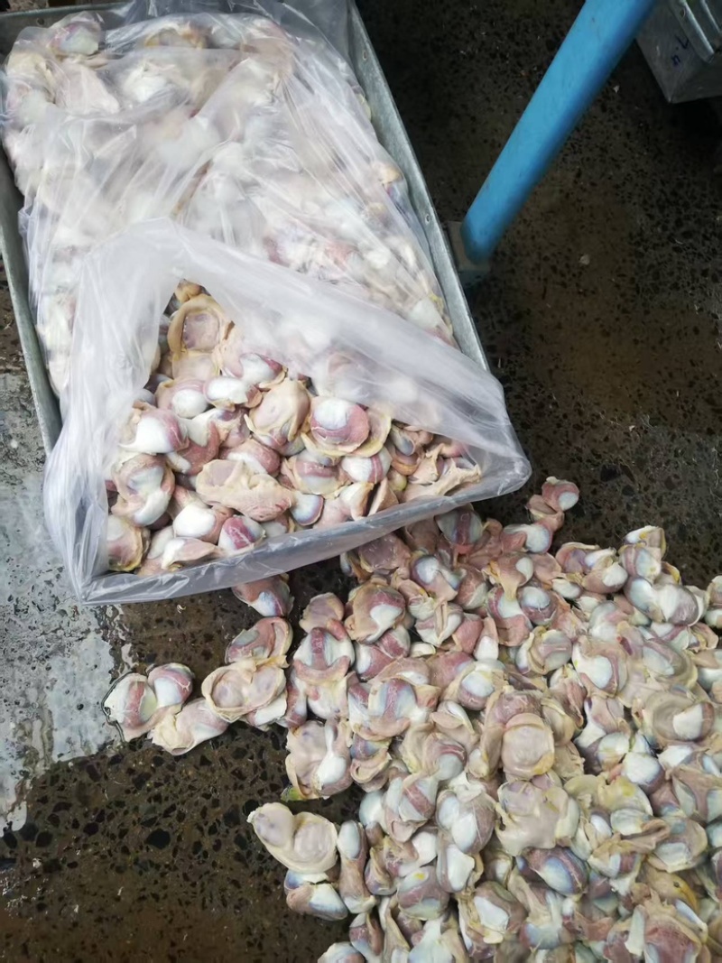精品鸭胗批发大量供应，一手货源量大，从优新鲜发货