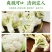 （出库散花）白面青梗有机花菜，精品花菜，需要的联系，