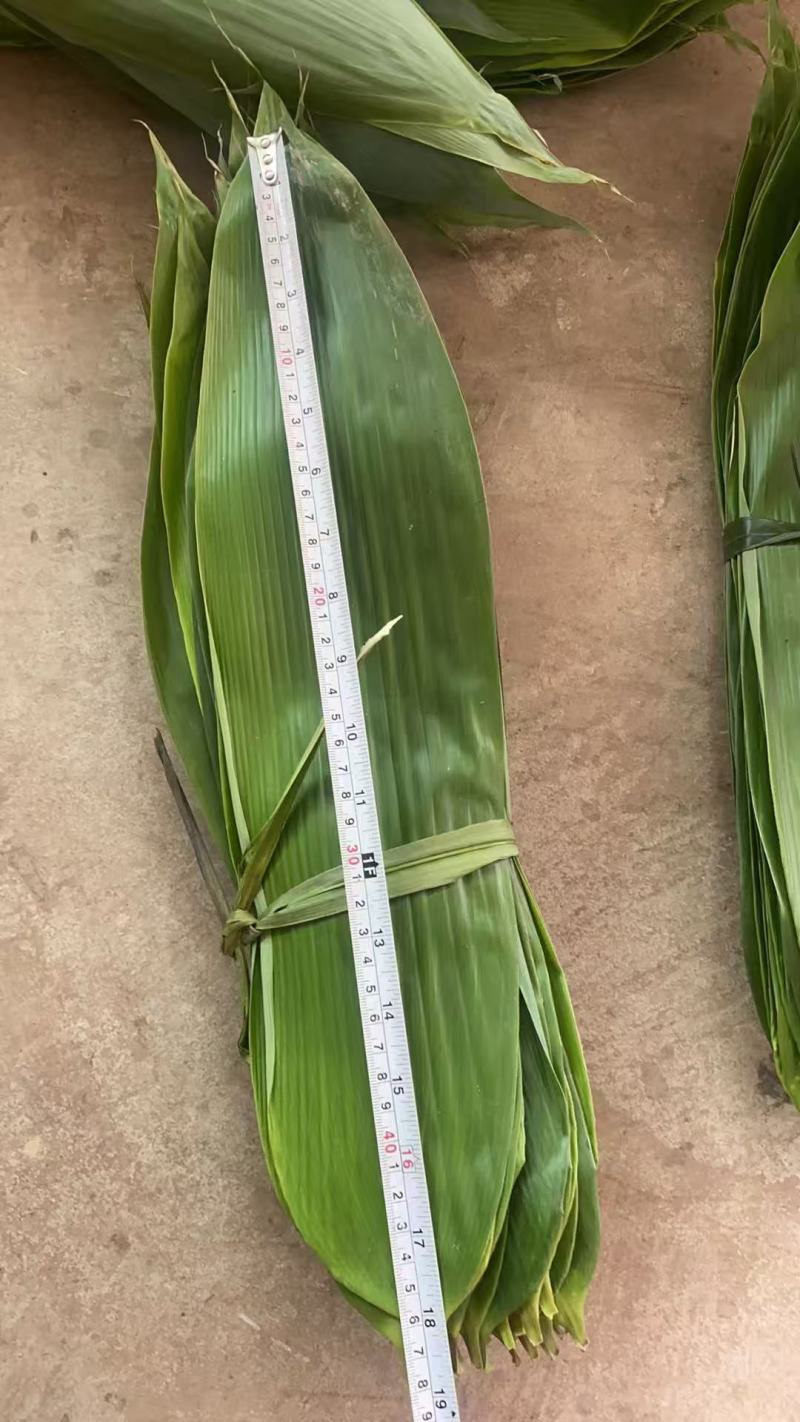 粽叶大量上市产地直销量大从优运费可聊欢迎咨询