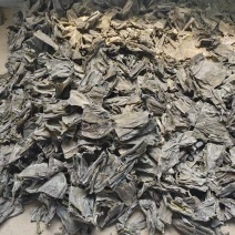【品质】山东威海淡干干海带头量大优惠对接全国批发