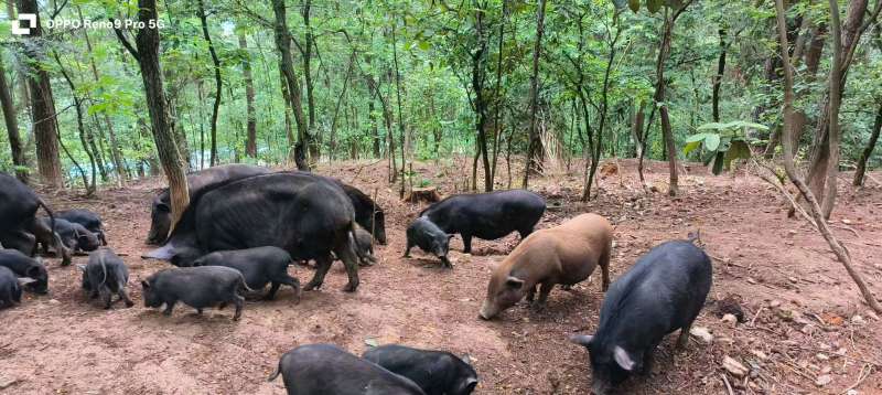 精品藏香猪纯粮食喂养/品质保证质量保证/可视频看货/全国