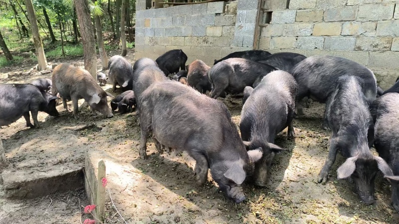 精品藏香猪纯粮食喂养/品质保证质量保证/可视频看货/全国