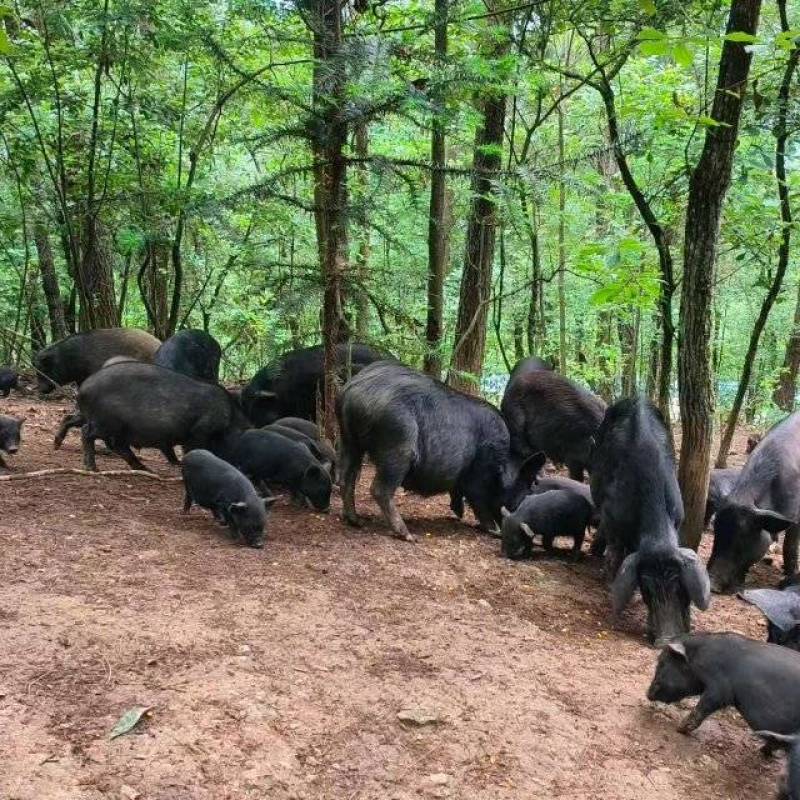 精品藏香猪纯粮食喂养/品质保证质量保证/可视频看货/全国