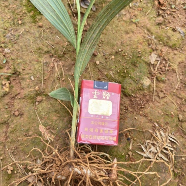 中宽叶紫花白芨苗