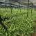 中宽叶紫花白芨苗