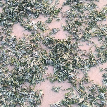 艾草专卖