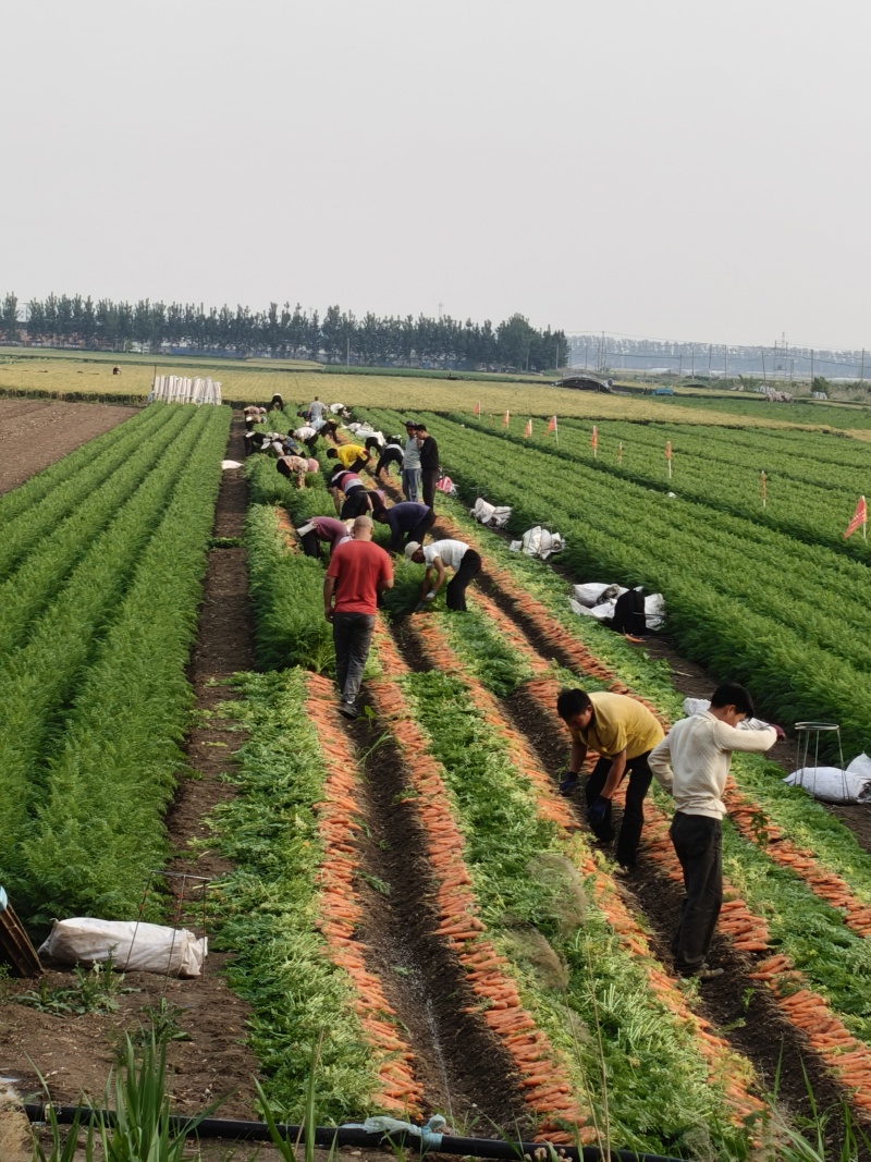 河北产地精品电商胡萝卜大量上市，日供货百吨